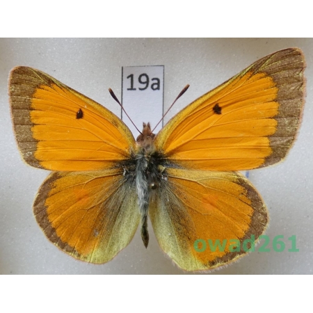 Colias thisoa Menetries, 1832 male Uzbekistan19a